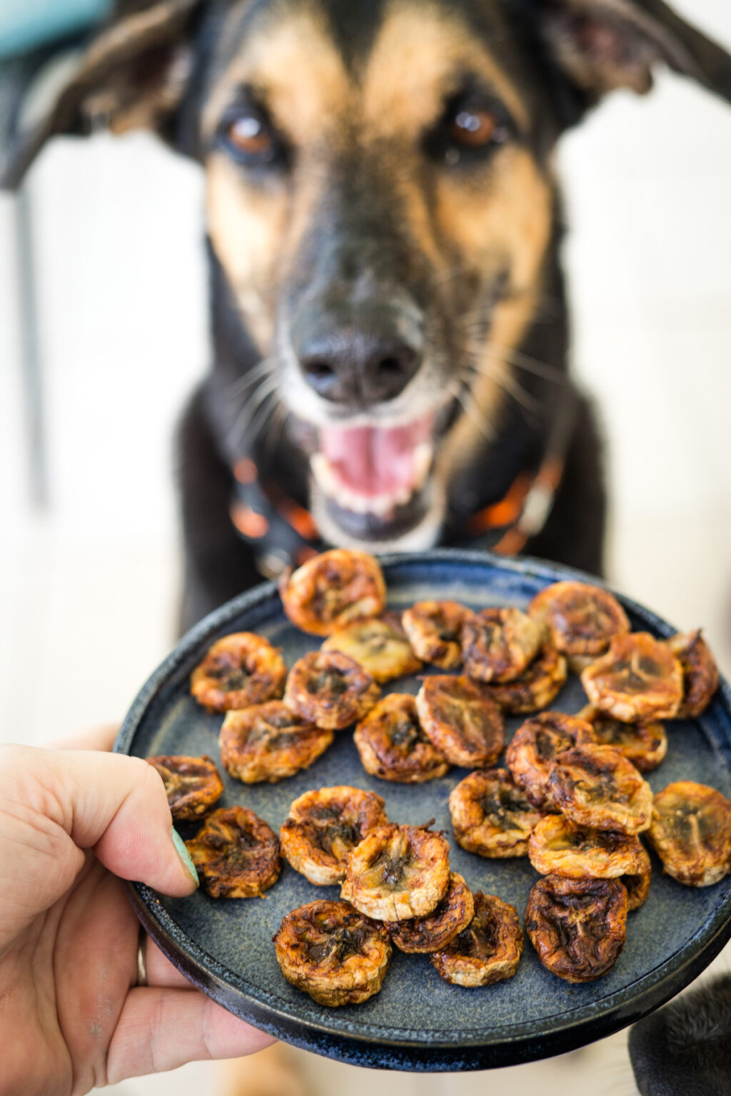 View of Banana Chips for Dogs