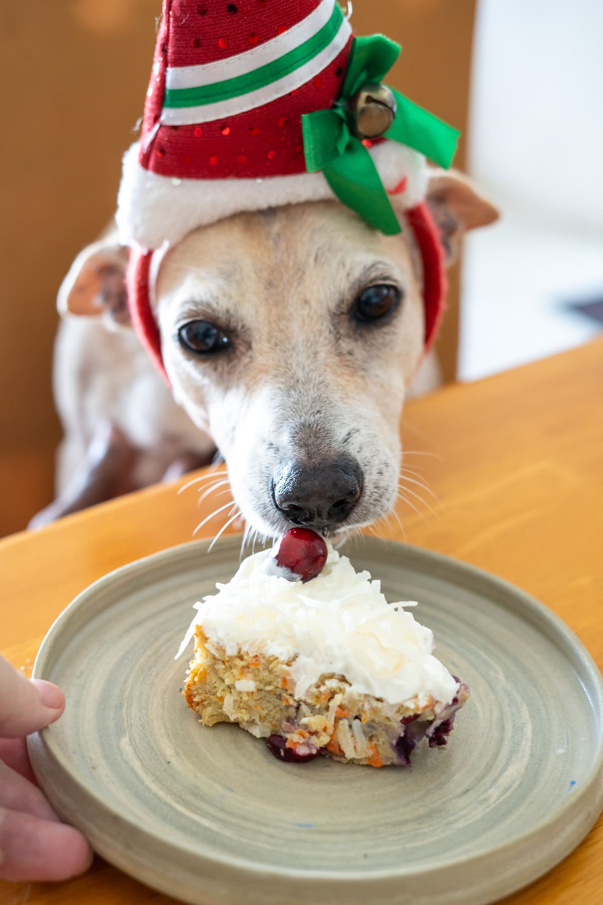 A dog wearing a Christmas hat joyfully devours a slice of cake adorned with whipped cream and a cherry on a wooden table.