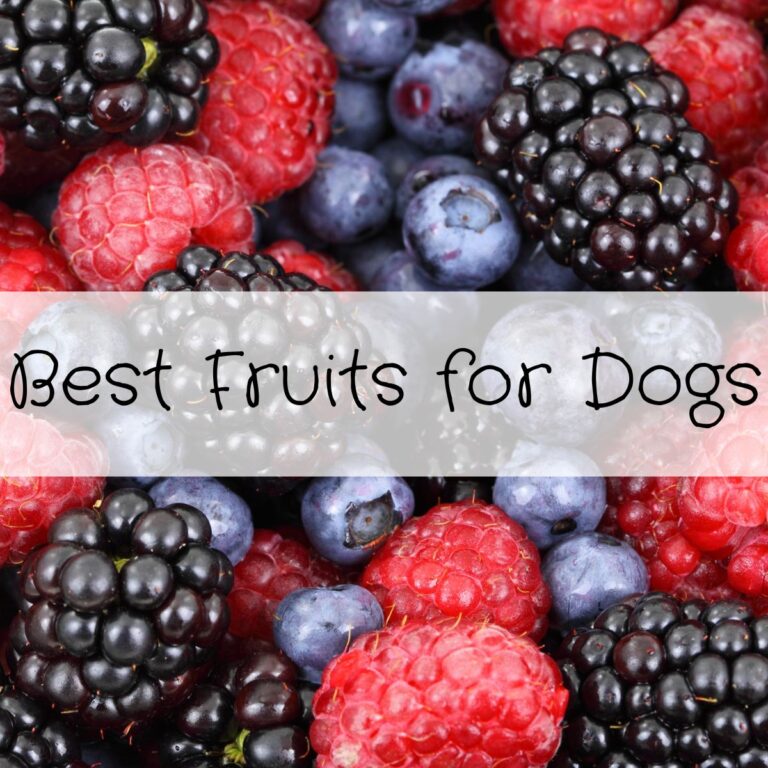 Picture of Best Fruits for Dogs