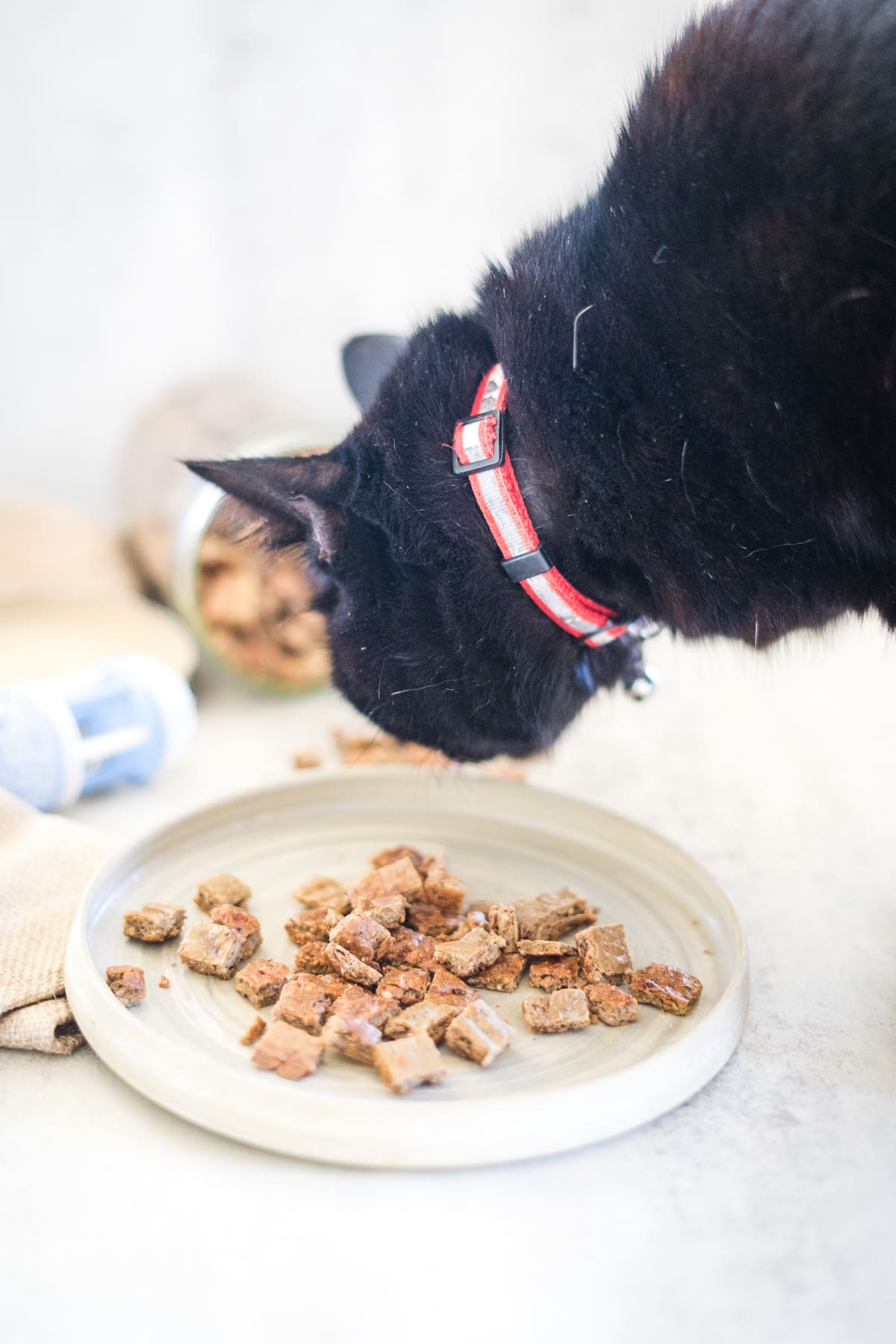 A black cat wearing a red collar eagerly eats kibble from a white plate, while a spilled jar and small container, once filled with chicken liver cat treats, sit in the background.