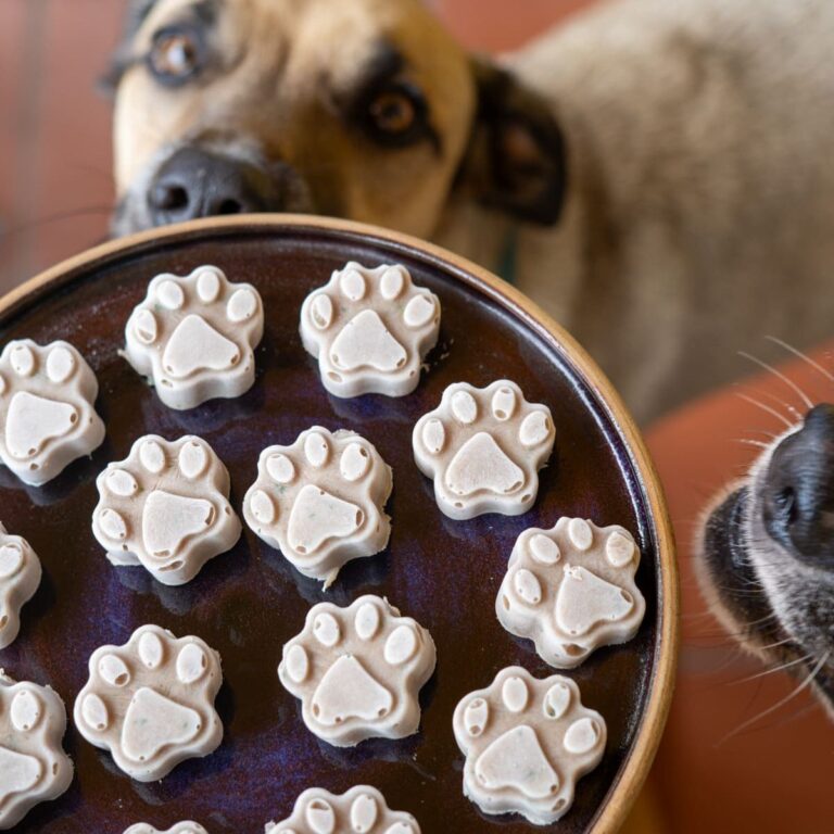 A plate of paw-shaped dog treats is held in front of two dogs, one looking at the treats and the other sniffing near the edge.