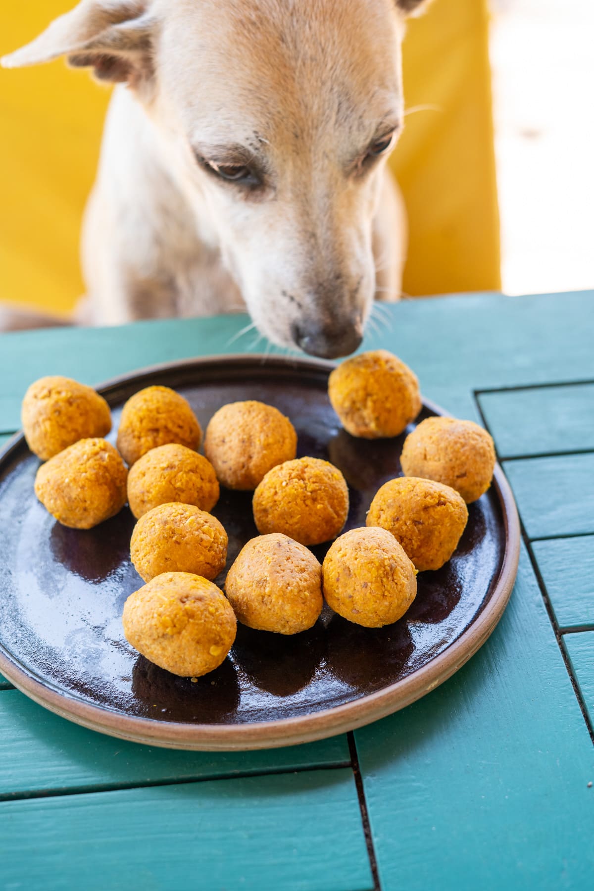 A dog sniffs a round black plate of small, brown no bake pumpkin dog treats on a green wooden table.