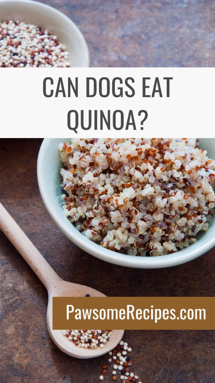 Can Dogs Eat Quinoa? What You Need to Know