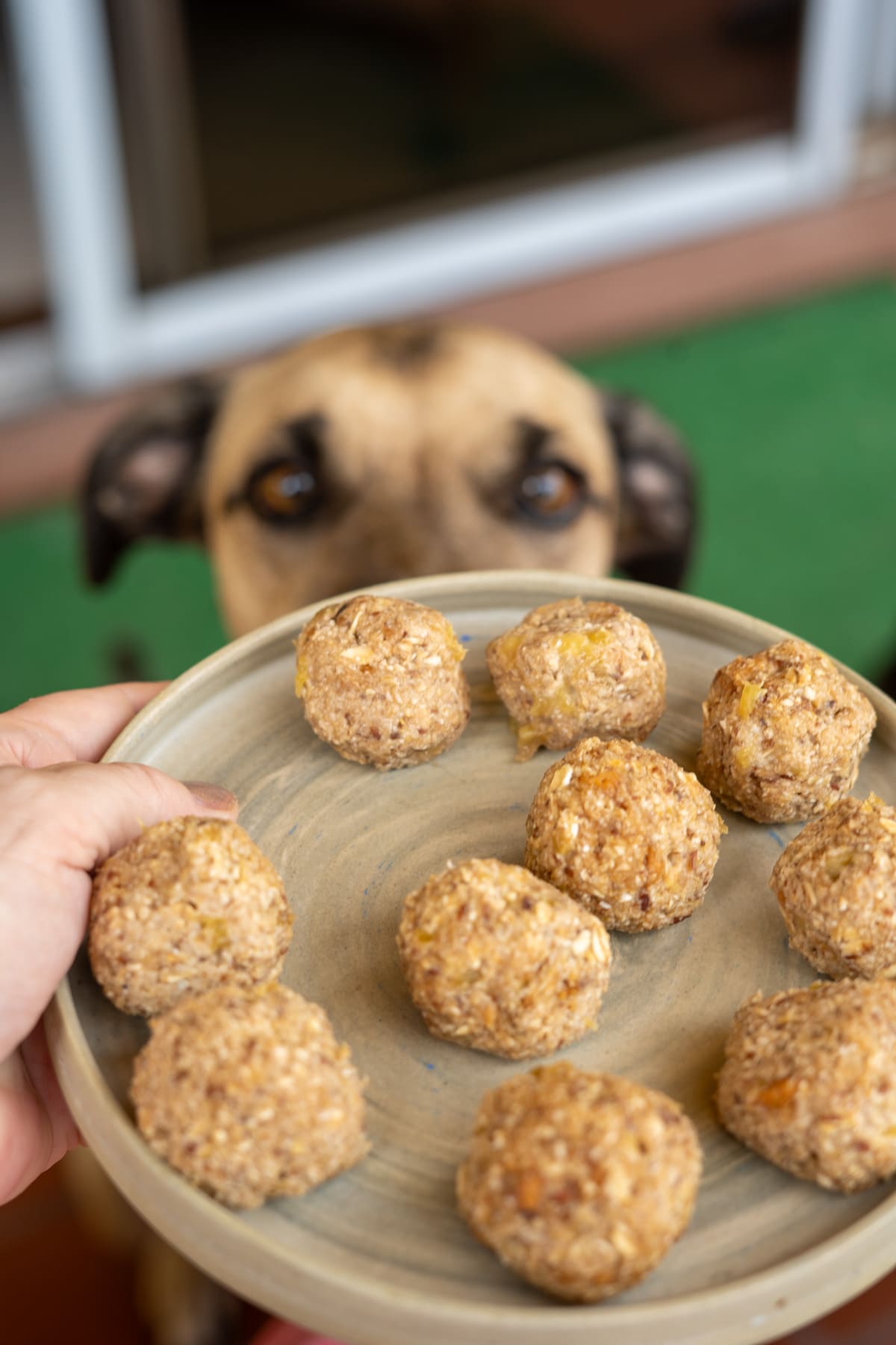 Plate with homemade dog treats held in front of a dog eagerly looking at them.