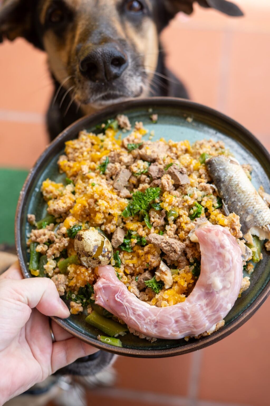 Photo inspiration: Fresh Look at Turkey And Pumpkin Dog Food