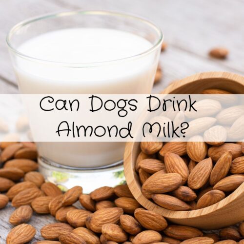 Image showcasing Can Dogs Drink Almond Milk?