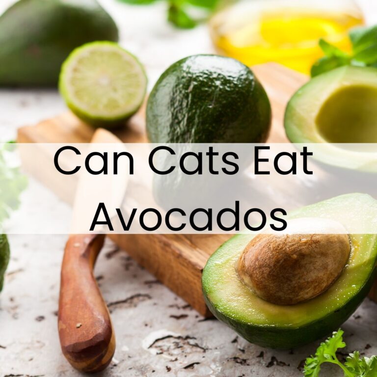 Whole and halved avocados, a sliced lime, a knife, and greens on a cutting board with the text "Can Cats Eat Avocados" overlaid.