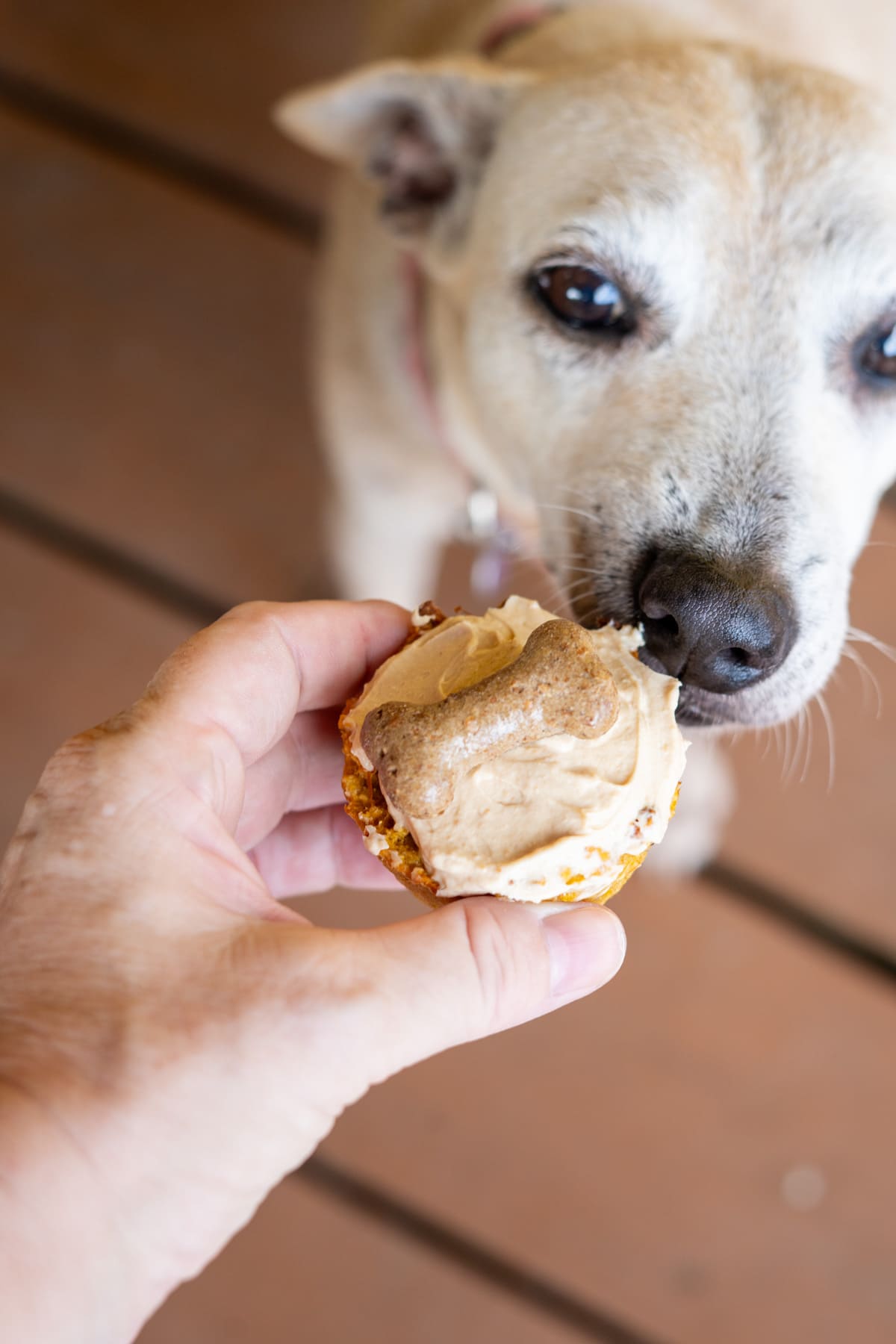 A person holds a sweet potato pupcake topped with frosting close to a small dogโs nose as the dog sniffs it.