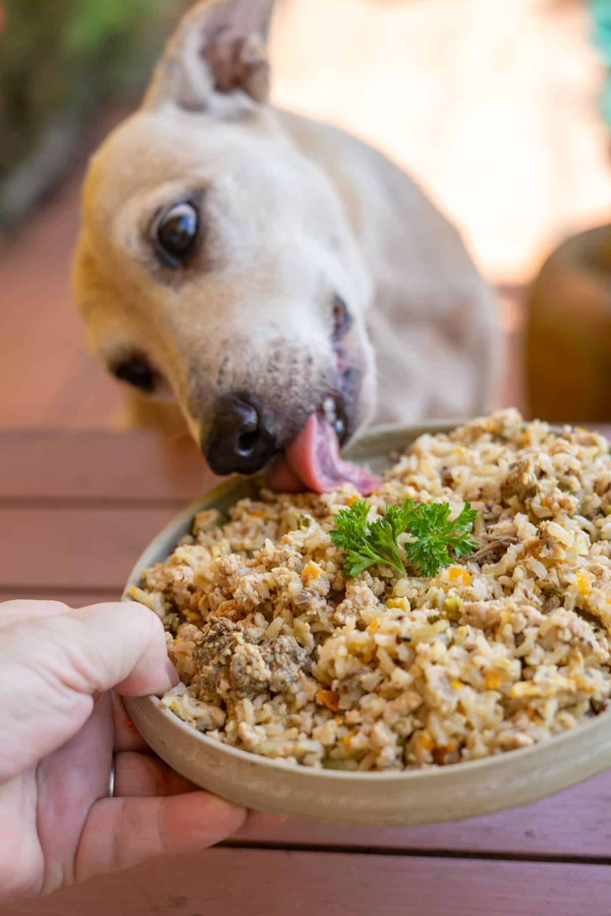 A dog licks a plate of pork and rice dog food recipe held by a person on a wooden surface.