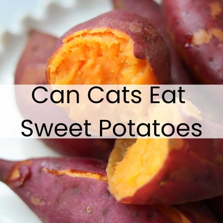 View of Can Cats Eat Sweet Potatoes?