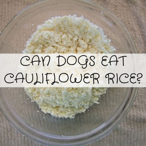 Can Dogs Eat Cauliflower Rice