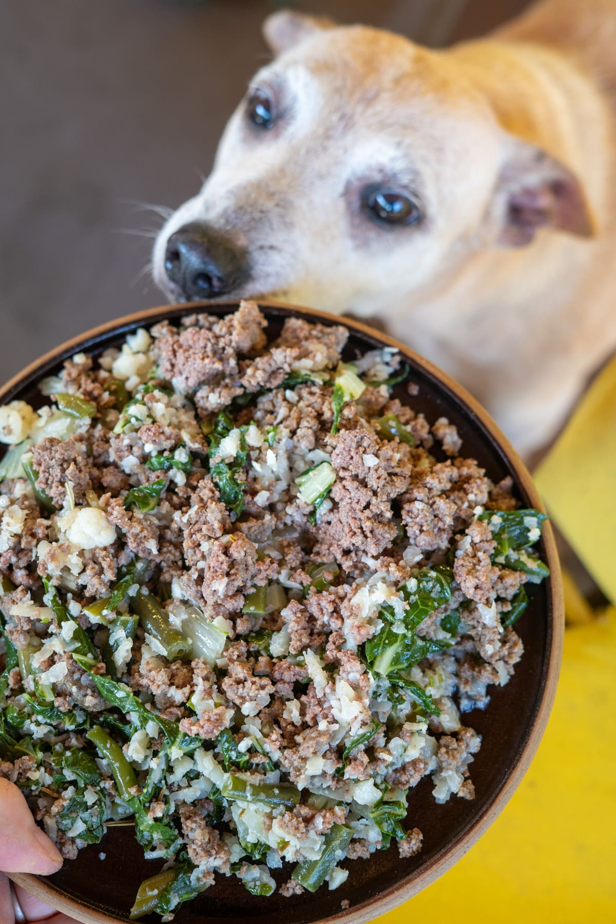 A close-up of a bowl filled with ground meat, leafy greens, and cauliflower rice for dogs, held in front of a light brown dog eagerly eyeing the food.