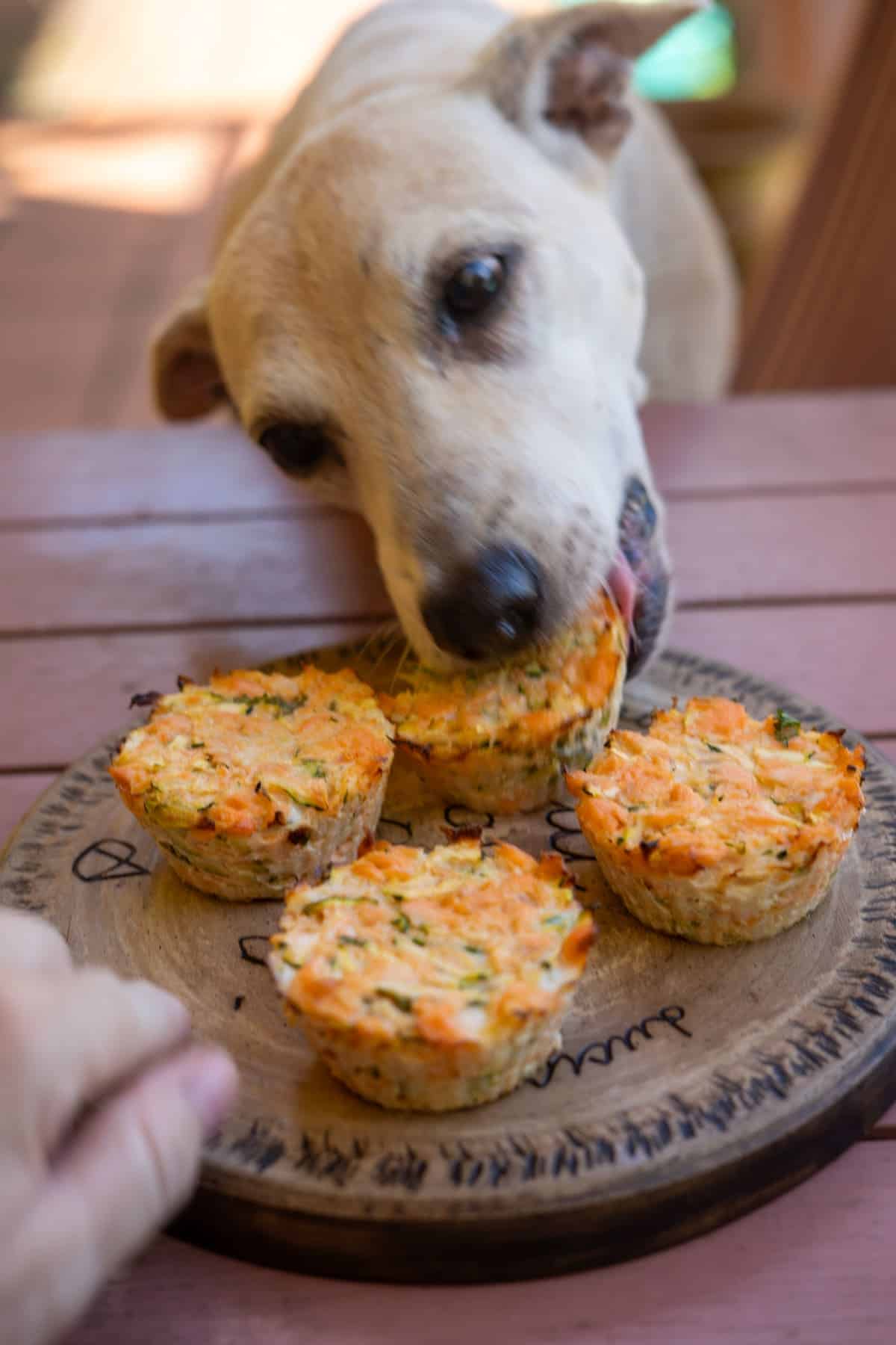 A dog enjoys a homemade salmon dog muffin from a wooden plate with four cupcakes on the table.