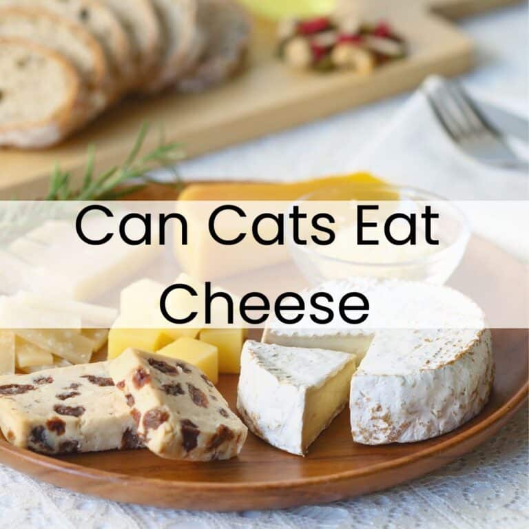 A wooden plate with assorted cheeses and bread slices in the background, overlaid with the text “Can Cats Eat Cheese.”.