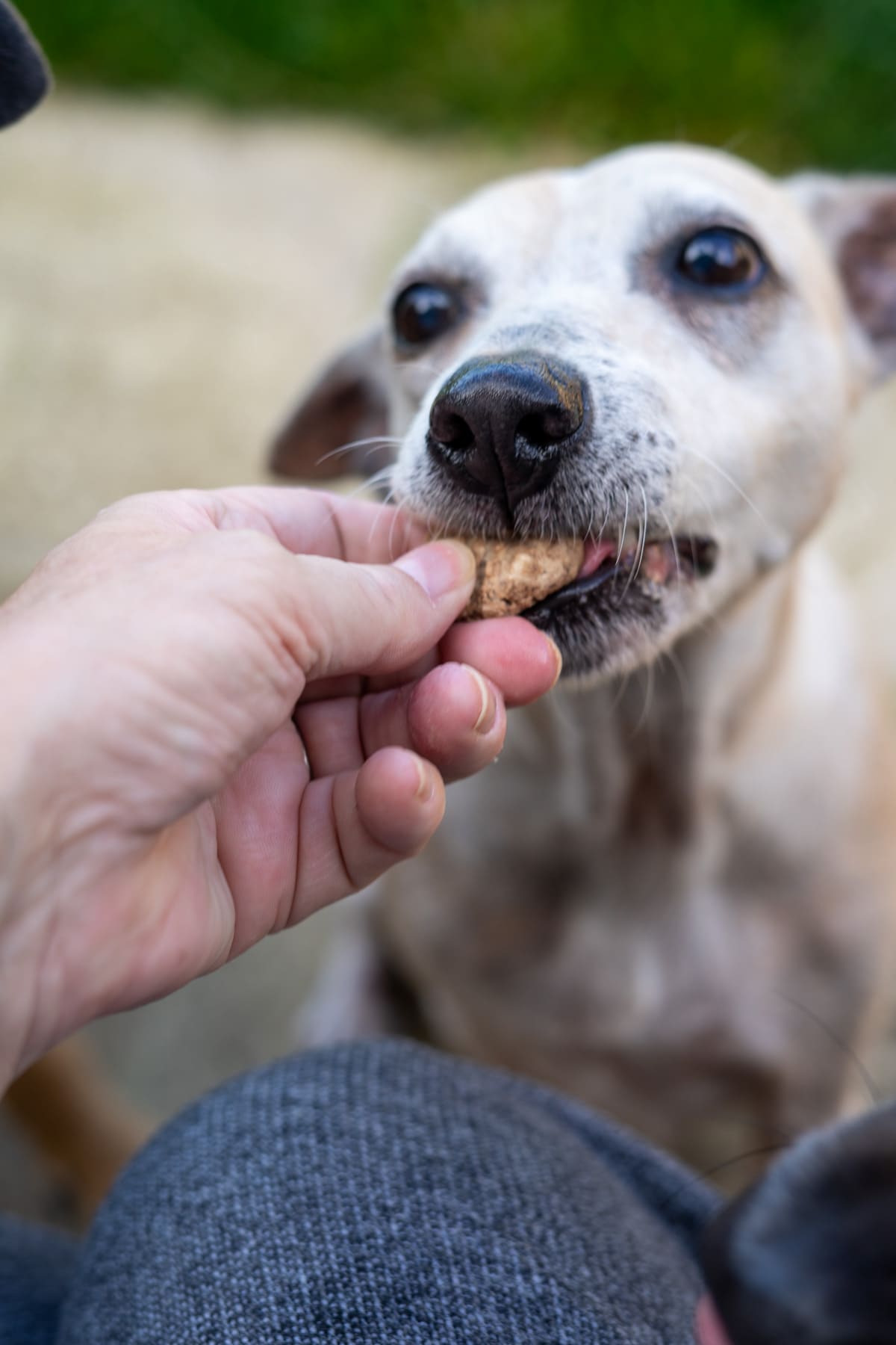 A personโs hand holds a beef dog treat while an older dog with gray fur takes a bite.