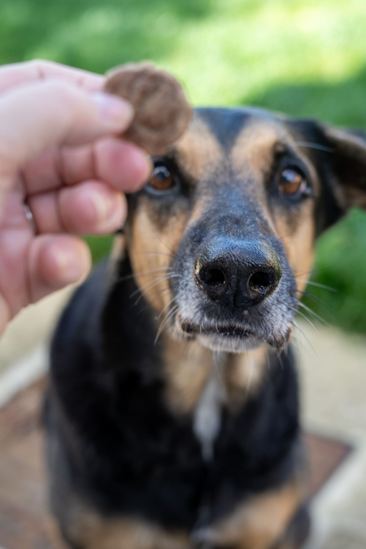 A person holds a beef dog treat in front of a black and brown dog, who looks intently at the treat outdoors.