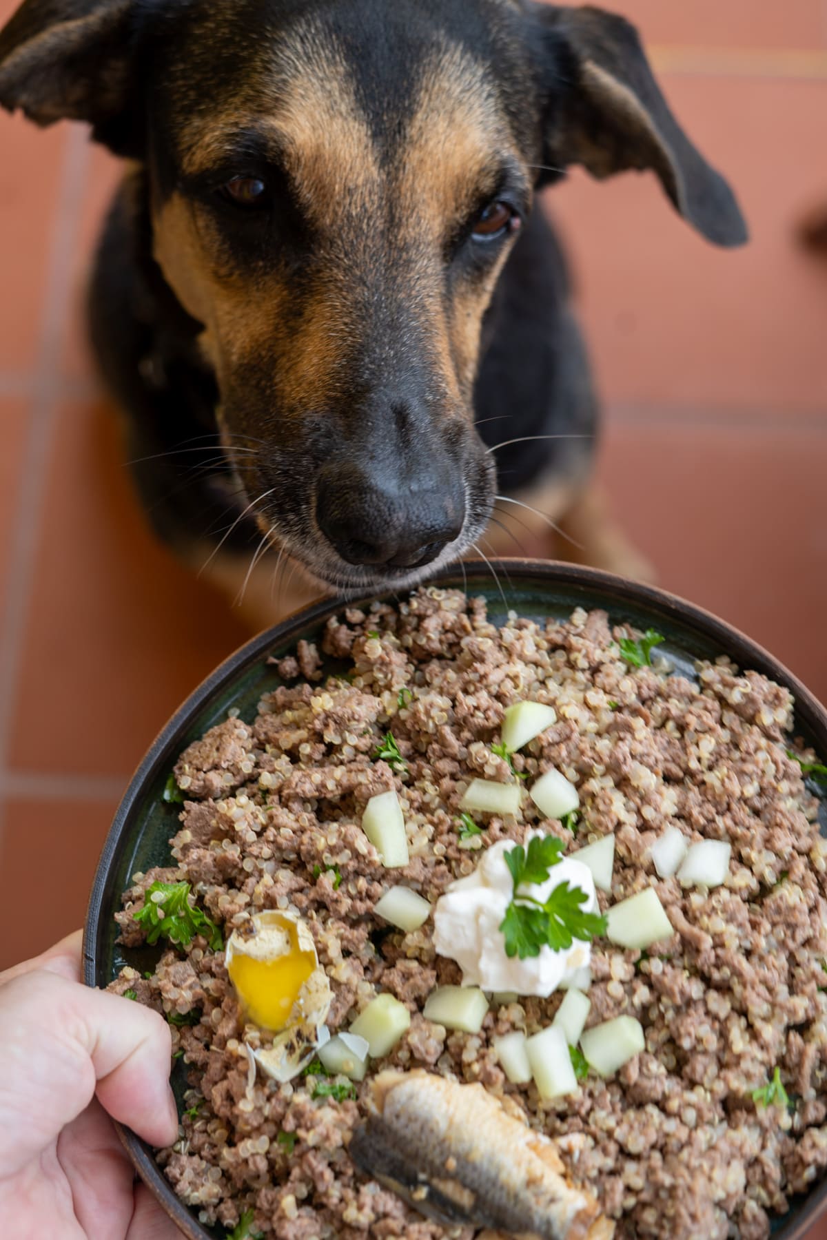 A dog looks up at a bowl of homemade lamb dog food recipes, topped with ground meat, chopped vegetables, a raw egg yolk, a fish, and a dollop of yogurt.