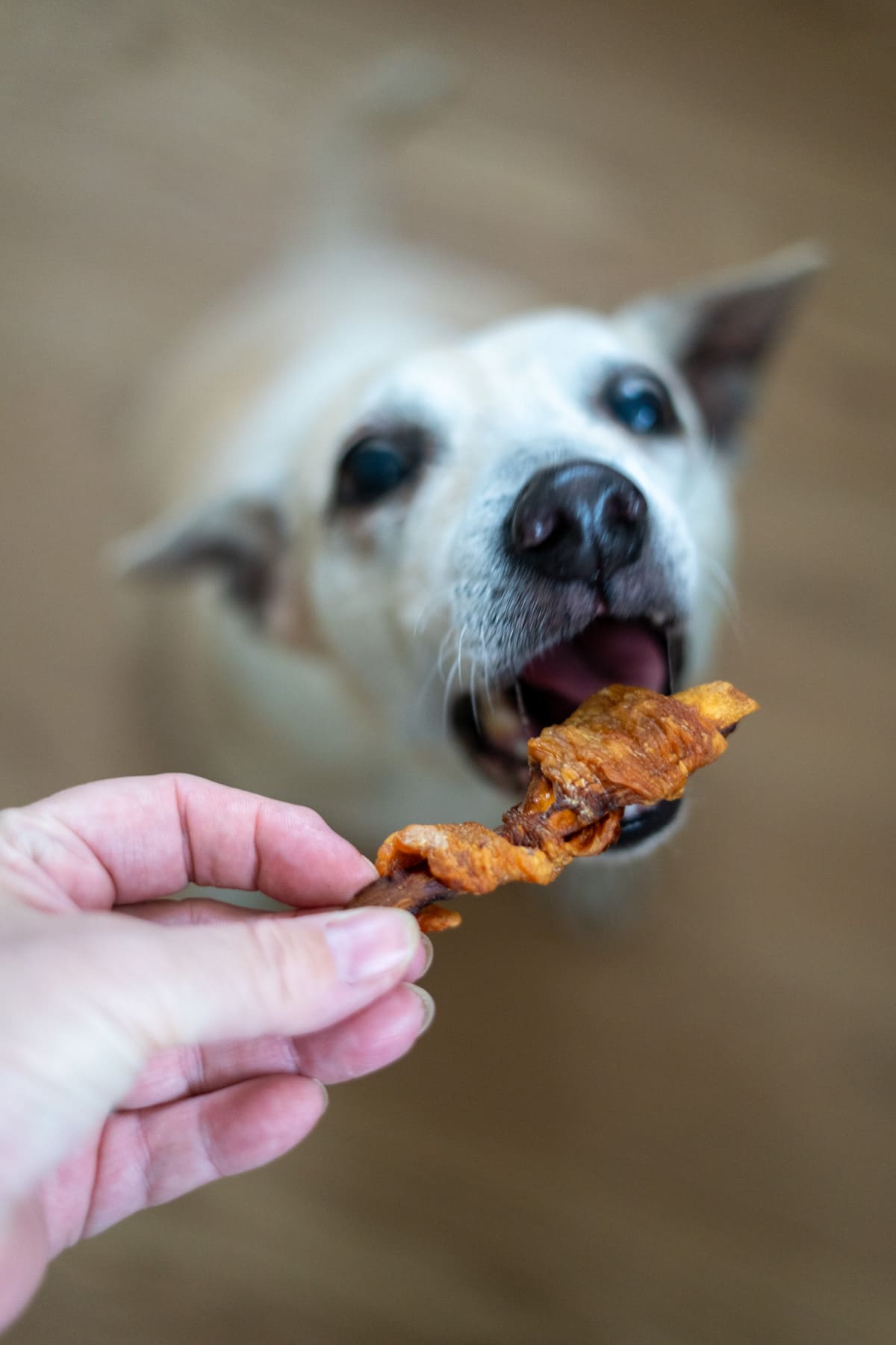 A person holds a chicken wrapped sweet potato dog treat in front of a light-colored dog with its mouth open, ready to eat.