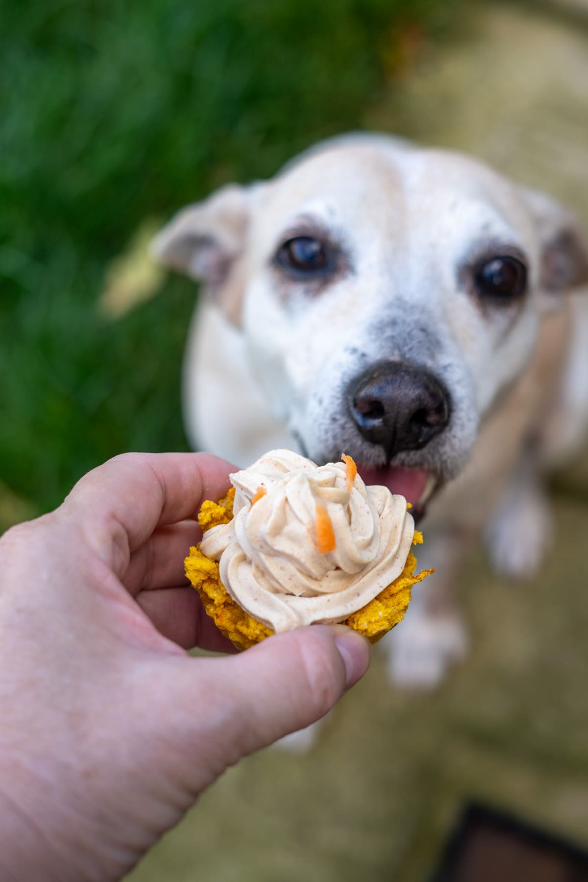A hand holds a frosted pumpkin pupcake in front of a light-colored dog outdoors. The dog looks eagerly at the treat, its tongue out in anticipation.