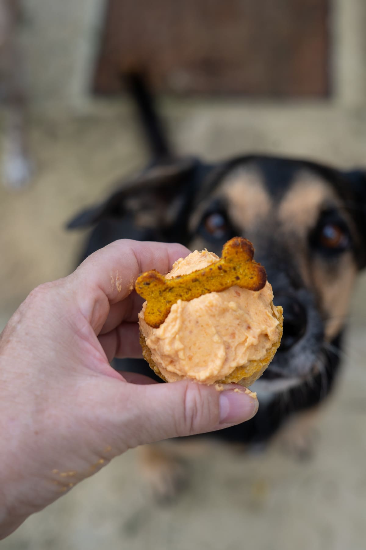 A hand holds a cupcake topped with orange frosting and a dog biscuit, with a dog looking up at the treat in the background.