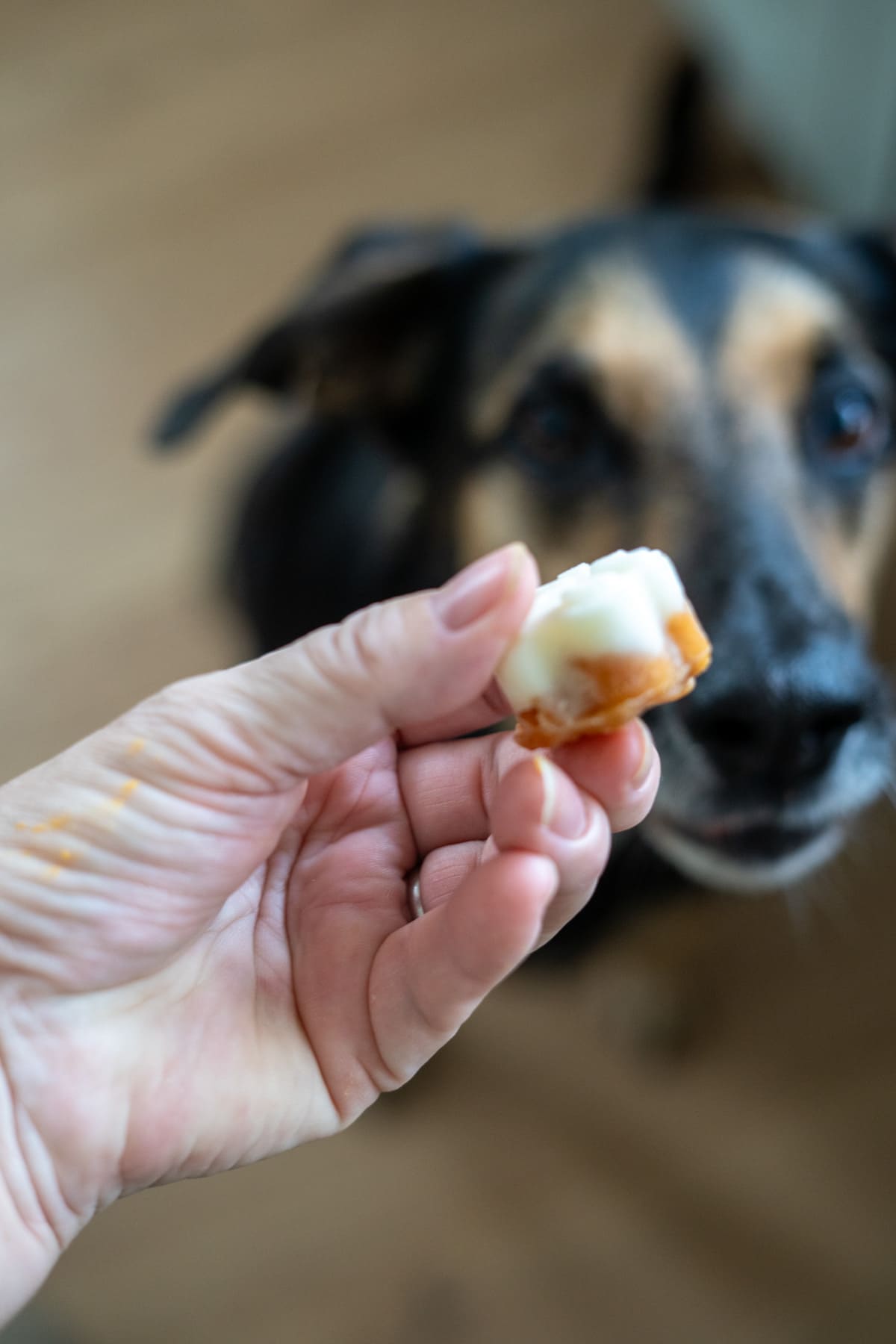 A hand holding a small piece of food in focus with a blurred dog in the background looking at it.