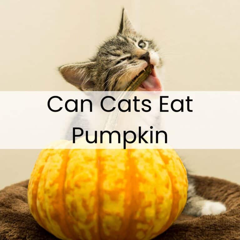 A cat bites a pumpkin while sitting behind it, with the text "Can Cats Eat Pumpkin" overlaid on the image.