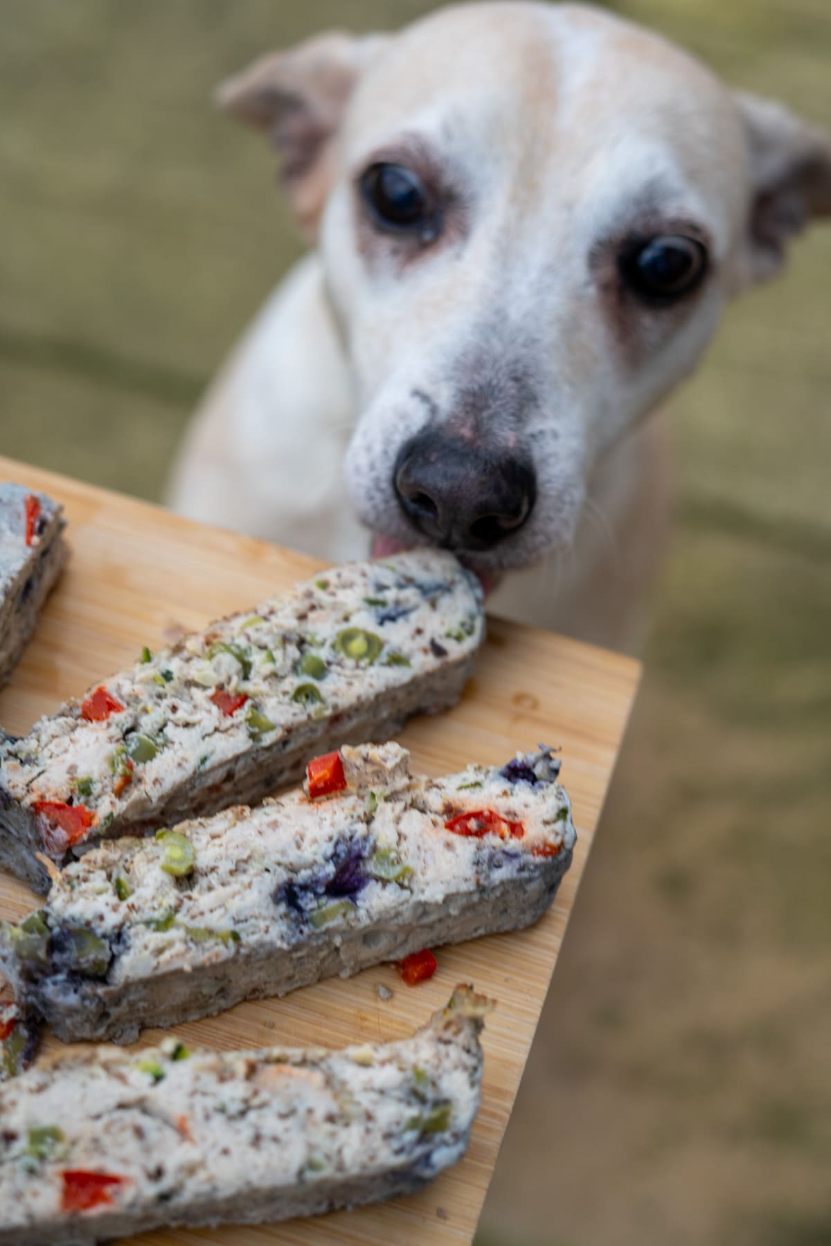 A light-colored dog sniffs slices of homemade chicken meatloaf for dogs with vegetables on a wooden board.