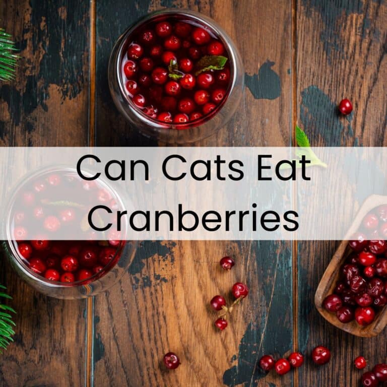 Two bowls and a wooden scoop filled with cranberries are on a wooden table. Overlaid text reads, "Can Cats Eat Cranberries.