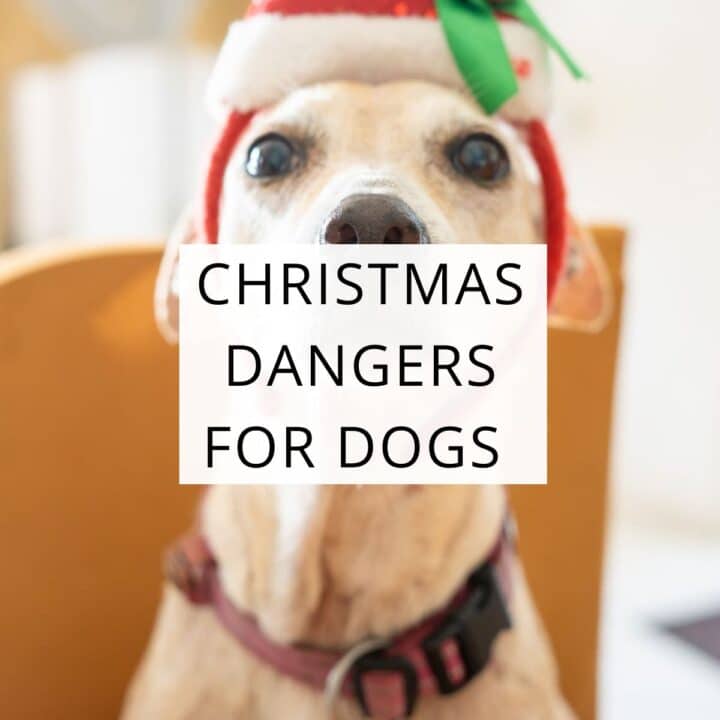 A dog wearing a Santa hat sits indoors with the text "CHRISTMAS DANGERS FOR DOGS" overlaid on the image.