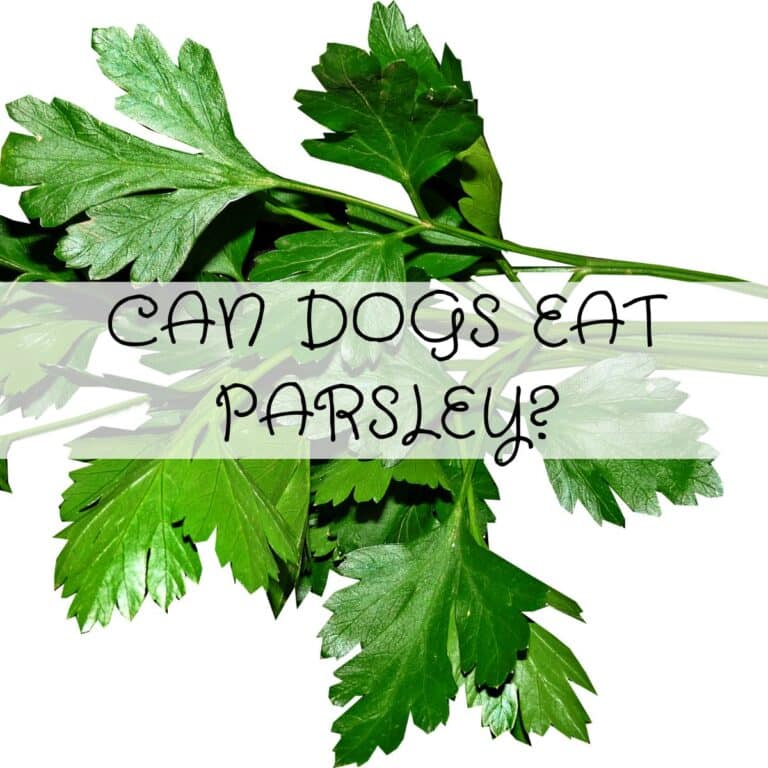 A bunch of fresh parsley leaves with the text "Can dogs eat parsley?" overlaid in the centre.