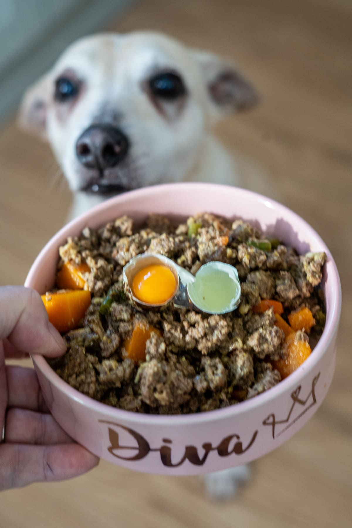 A hand holds a pink bowl labelled "Diva" filled with minced meat, vegetables, and two sauces; in the background, a dog eagerly eyes this tasty venison dog food recipe.