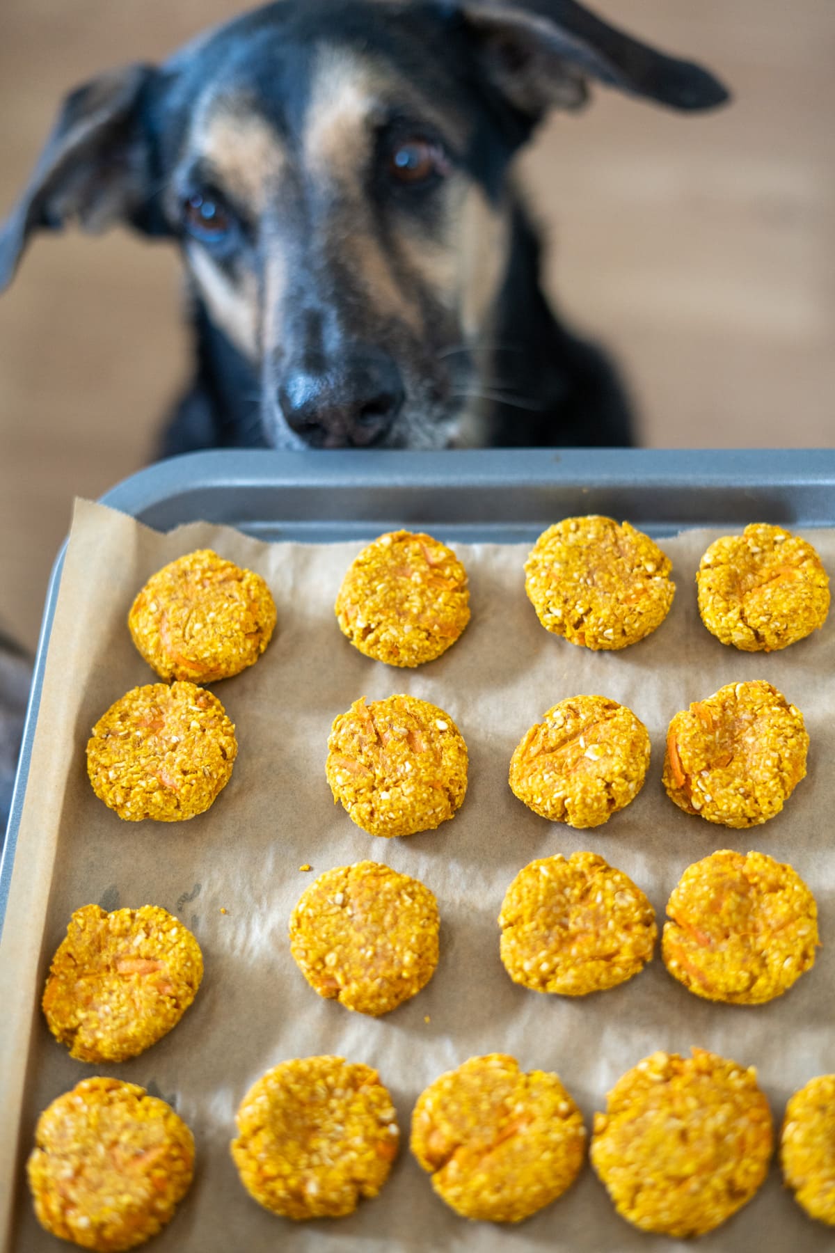 A dog looks at a baking tray lined with baking parchment, holding rows of round orange treats.