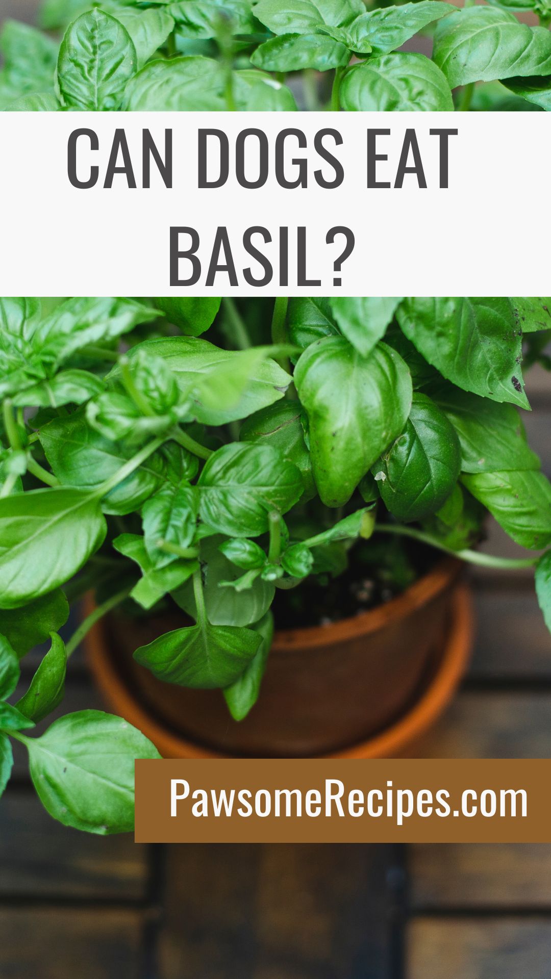 Potted basil plant on a wooden table with text asking if dogs can eat basil and a website URL, PawsomeRecipes.com.
