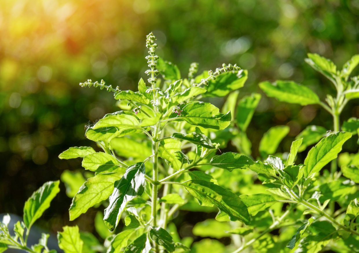 Close-up of a green holy basil (tulsi) plant with small flower buds, photographed outdoors in sunlight.