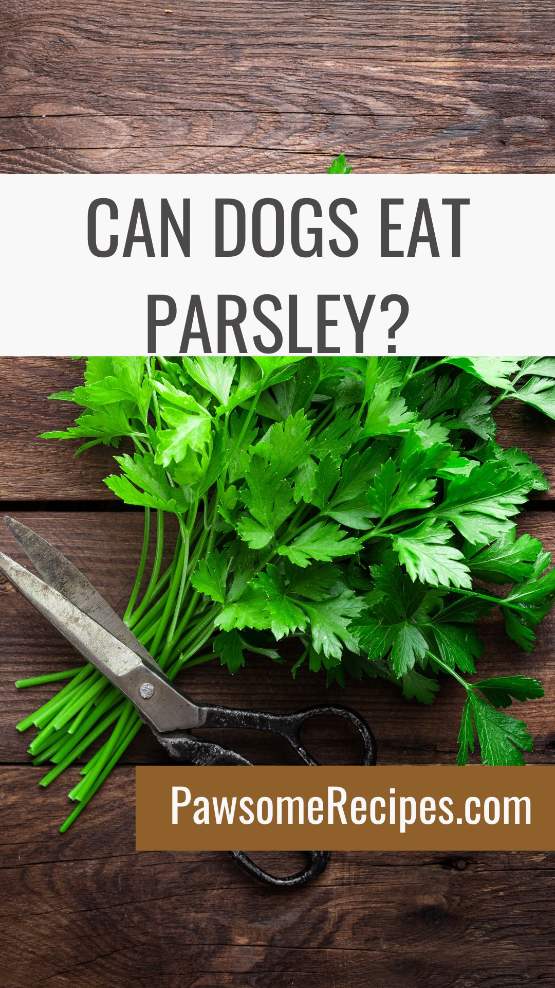 A bunch of parsley and a pair of scissors on a wooden table with text asking, "Can dogs eat parsley?" and a website link, PawsomeRecipes.co.uk.