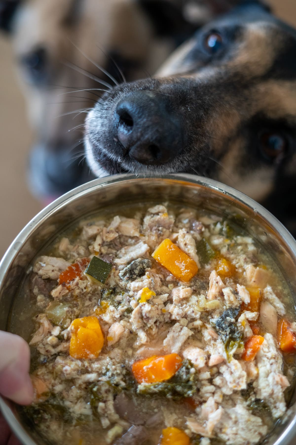 A close-up of a bowl filled with homemade turkey and salmon dog food, with two dogs eagerly sniffing it in the background.