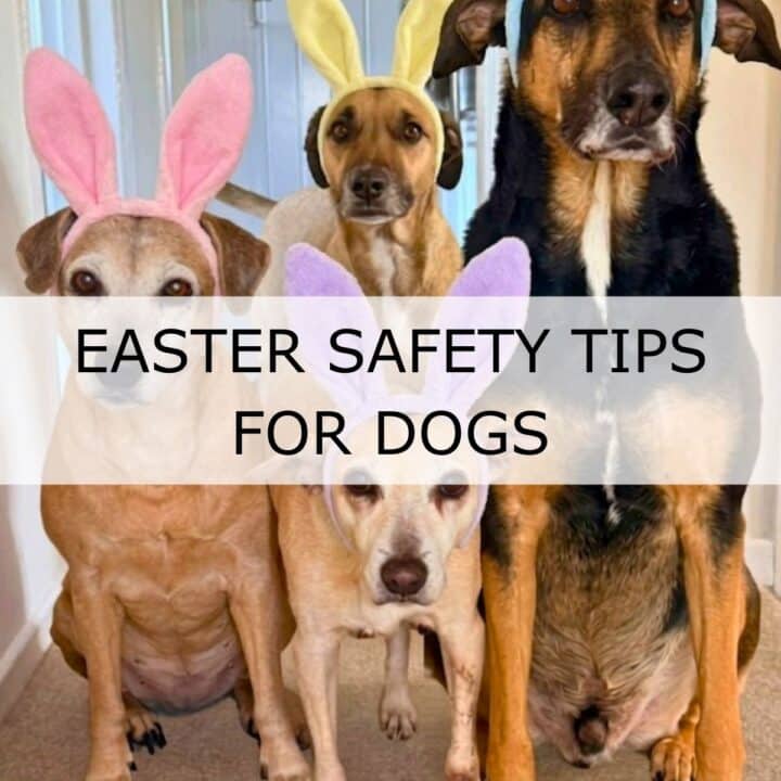 Four dogs wearing pastel bunny ear headbands sit indoors with a banner across the middle that reads, "Easter Safety Tips for Dogs.