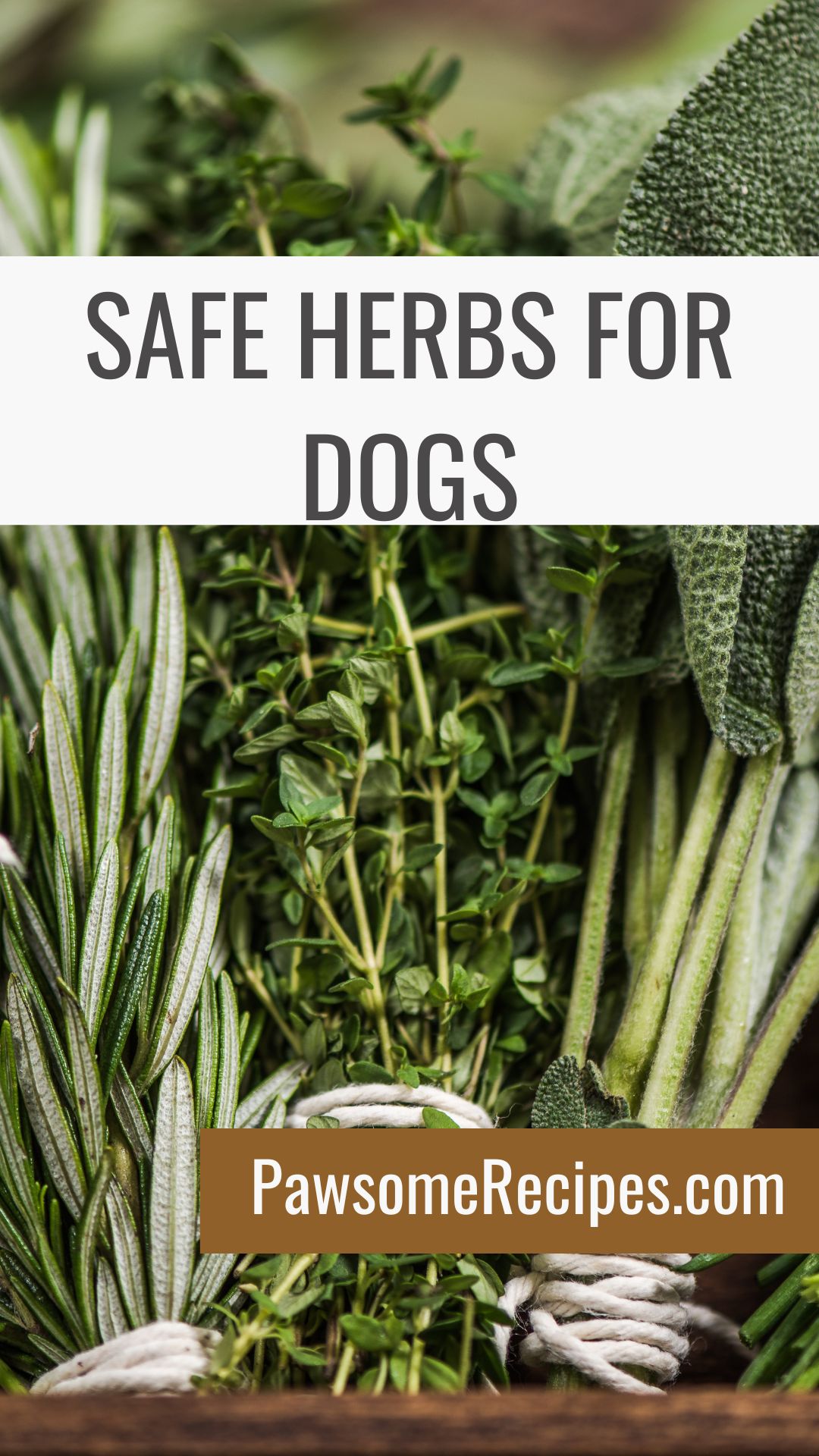Close-up of fresh dog-safe herbs like rosemary, thyme, and sage bundles with text overlay: "Safe Herbs for Dogs" and a website link "PawsomeRecipes.com".