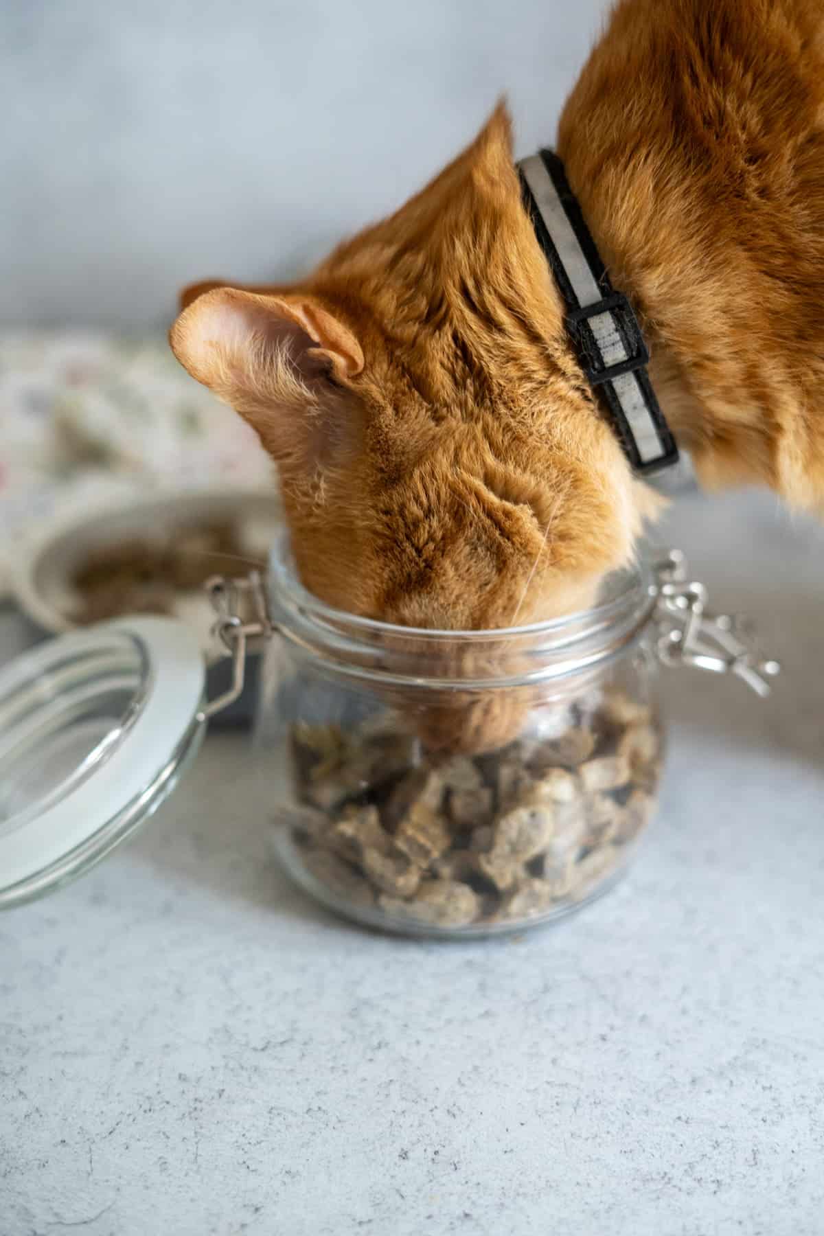 An orange cat with a black and white collar eats from an open glass jar filled with sardine cat treats on a light-coloured surface.