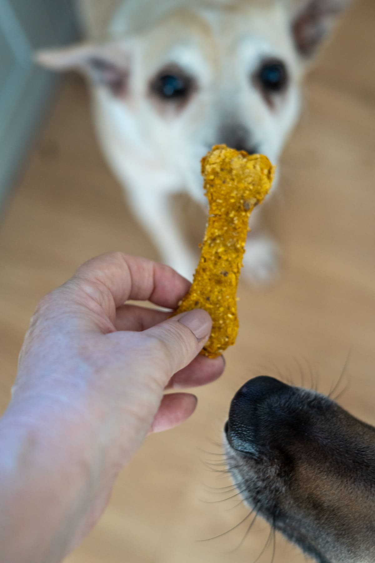 A hand holds a bone-shaped duck liver dog treat in front of two dogs; one dog is in the background, while the nose of another eagerly approaches the treat in the foreground.