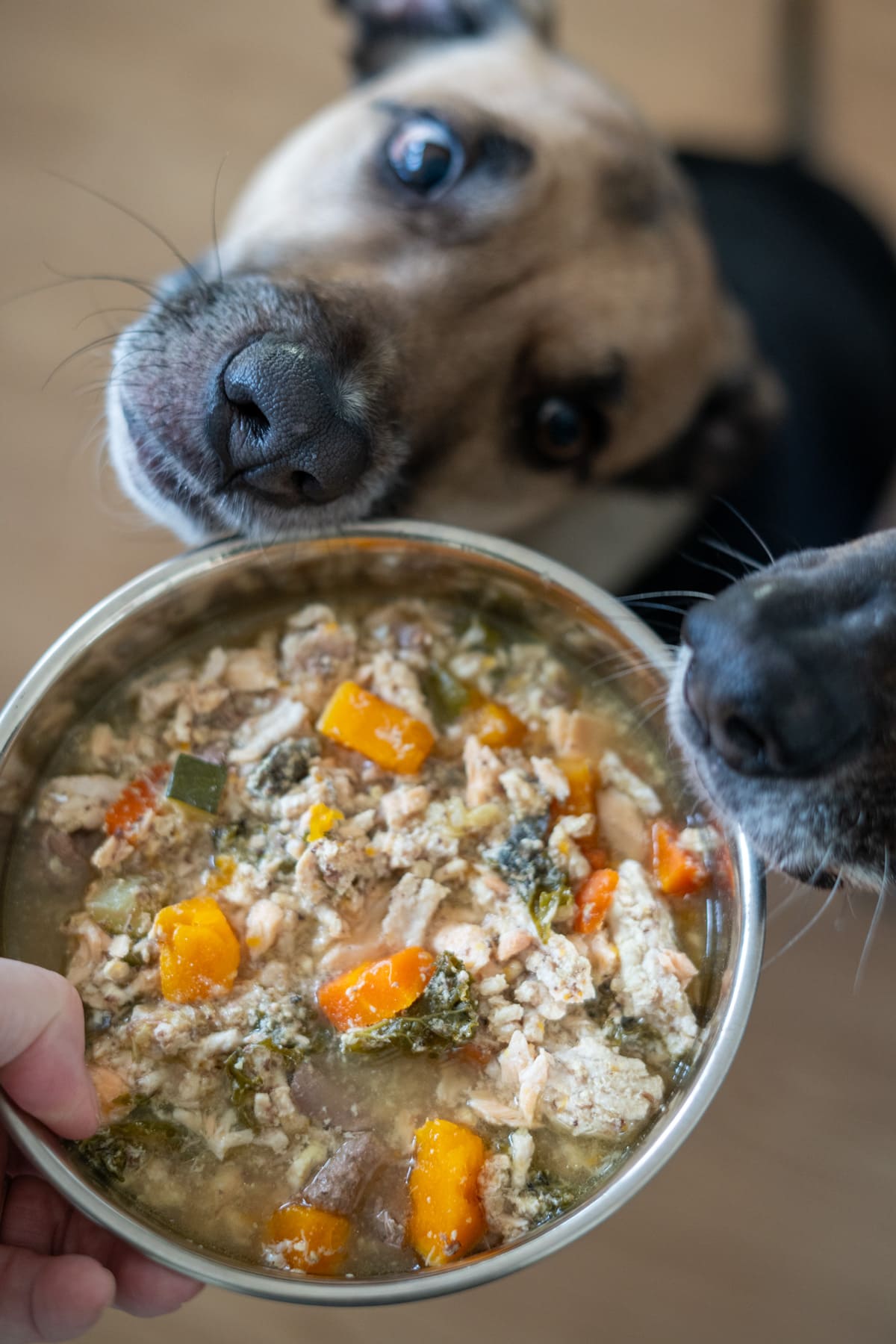 Two dogs sniff a bowl of homemade turkey and salmon dog food, filled with visible chunks of vegetables and meat.