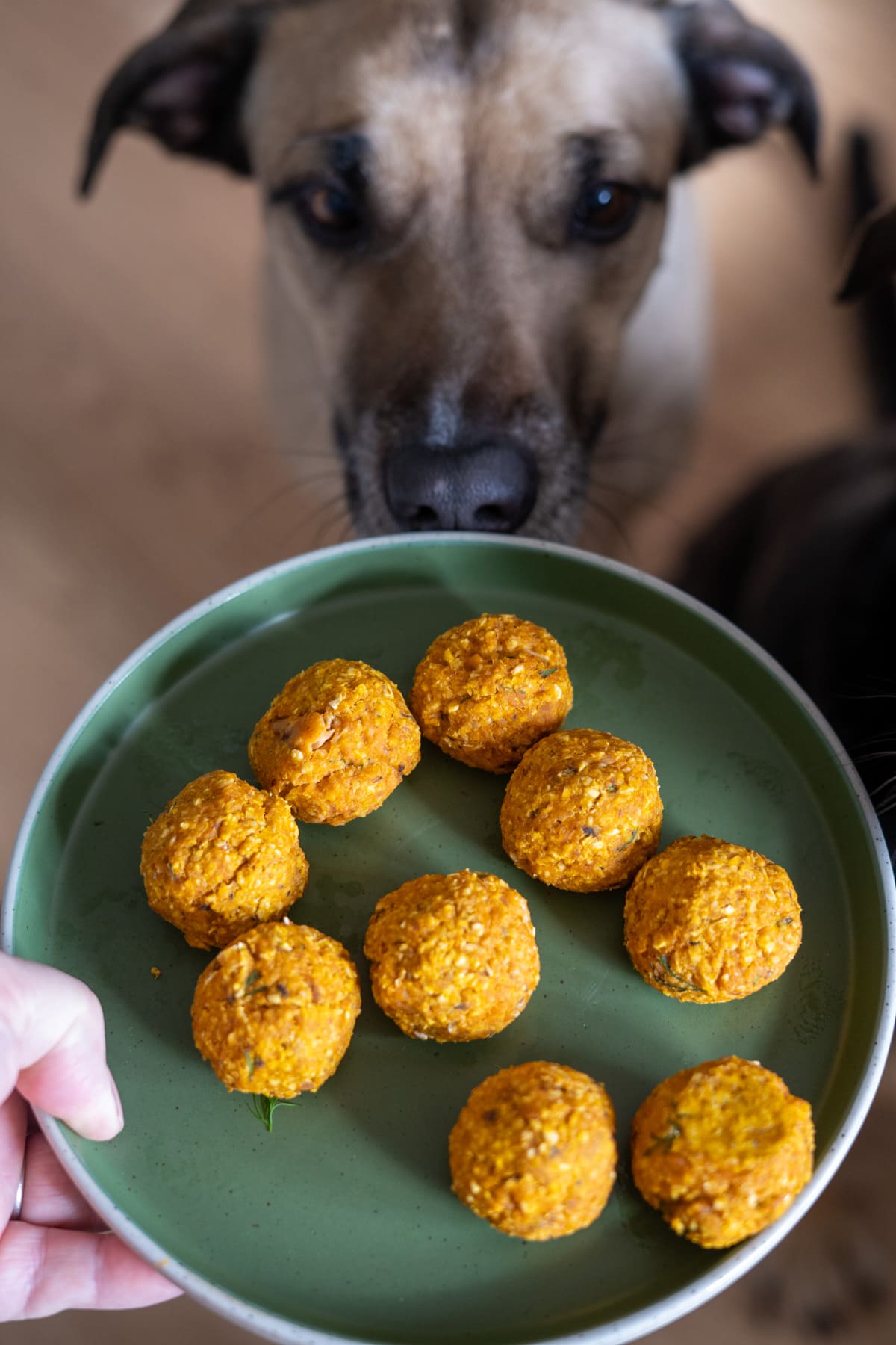 A dog looks at a green plate with nine round, orange salmon meatballs for dogs being held by a person.