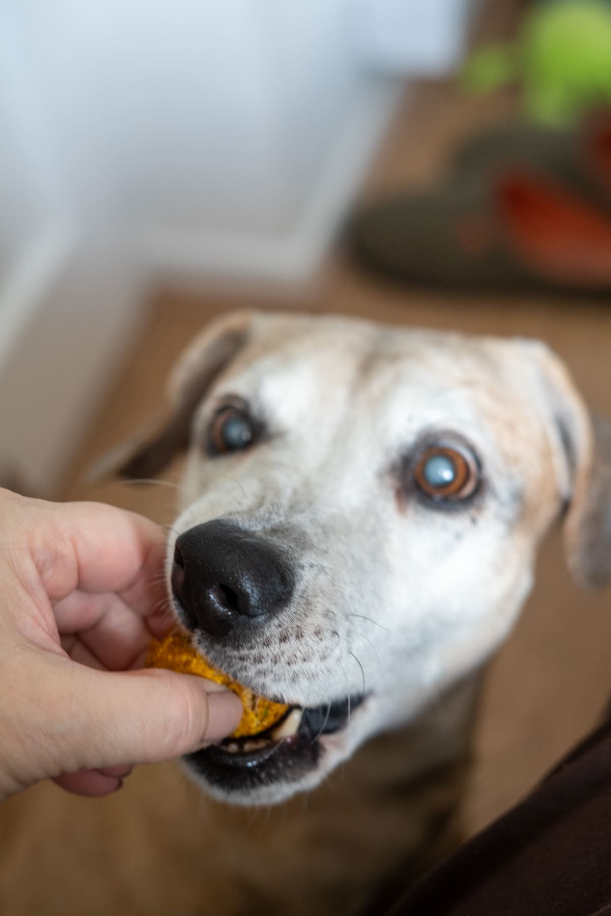 A person is holding a treat—salmon meatballs for dogs—for a light-coloured dog with cloudy eyes, who is about to eat it.
