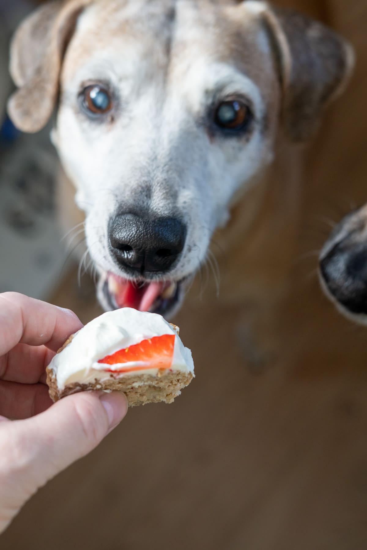 A dog looks at a hand holding a piece of food topped with white cream and a slice of strawberry, perhaps eager for one of the homemade strawberry banana pupcakes.