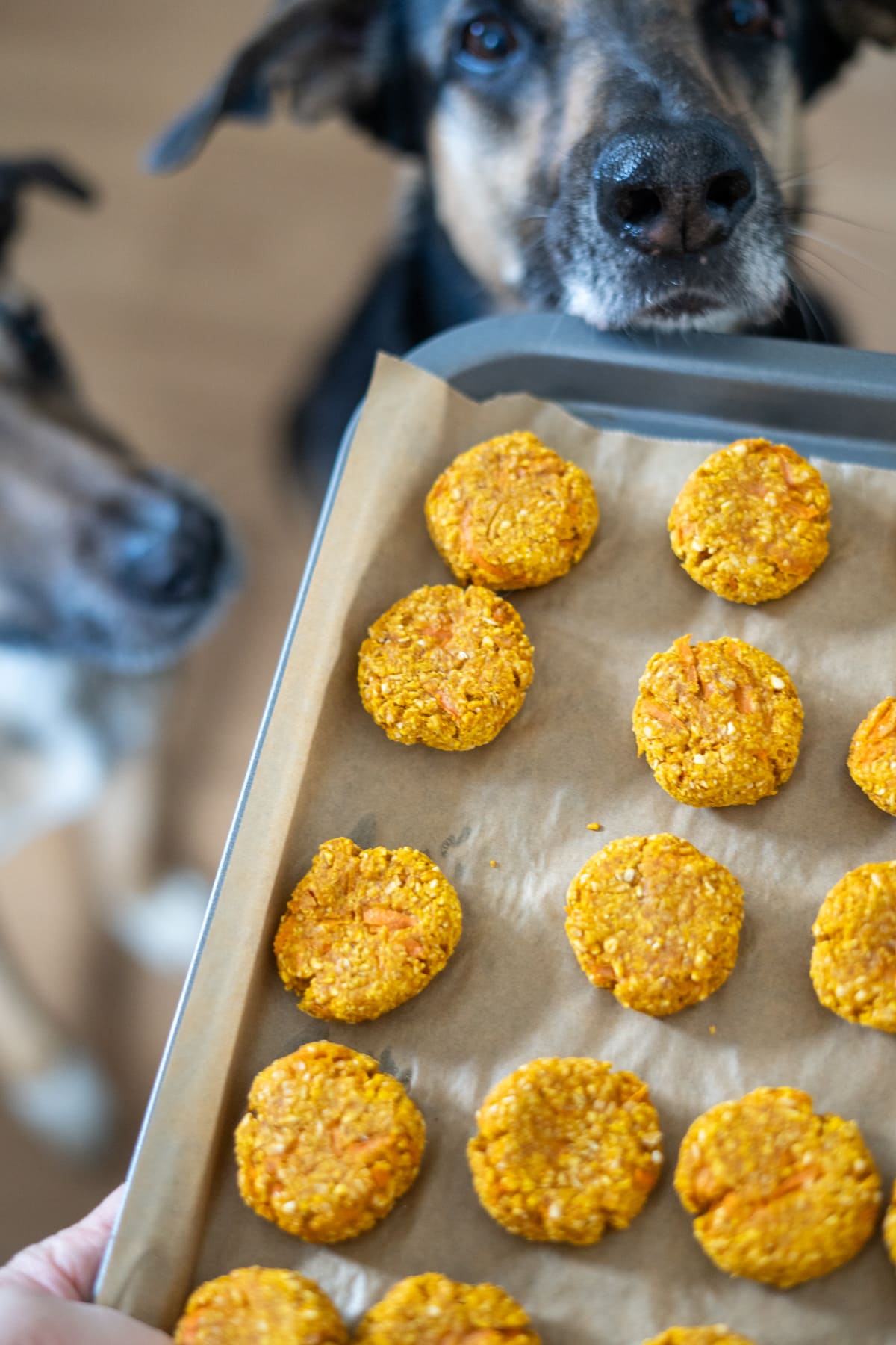 A baking tray with round orange dog treats on baking paper is held in front of two dogs looking at the treats.