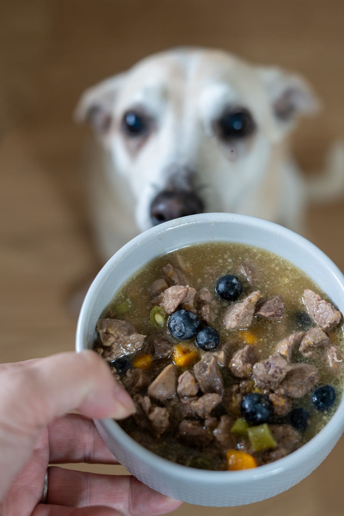A bowl of chunky lamb stew for dogs with meat, blueberries, and vegetables is held in front of a light-coloured dog looking up.