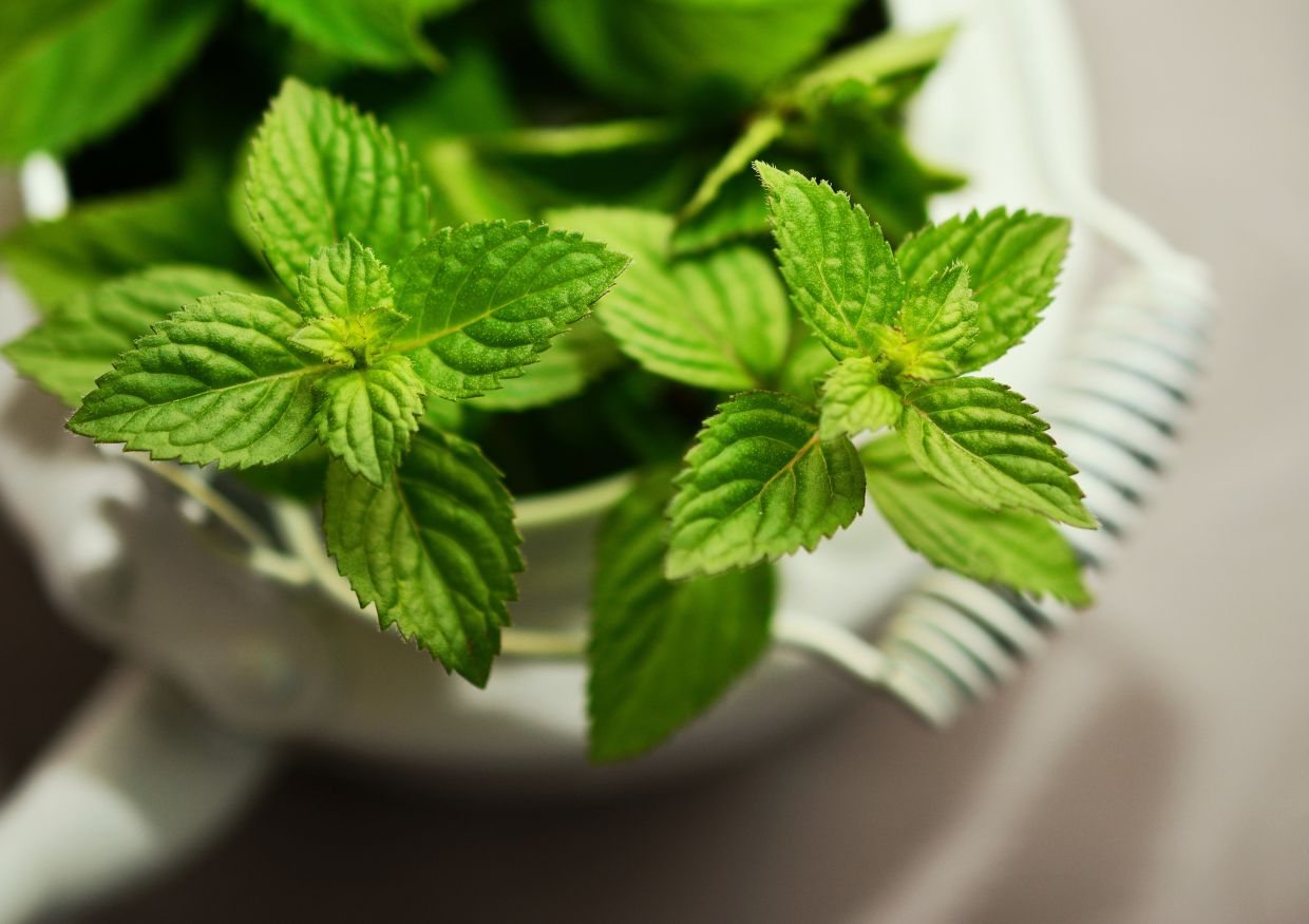 Close-up of fresh green mint leaves in a white container, viewed from above.
