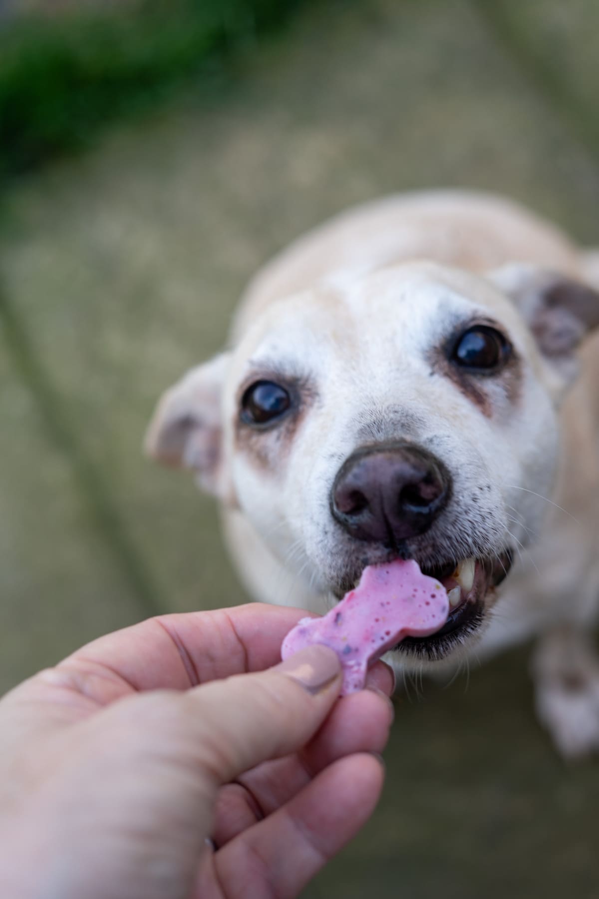A person holds a pink bone-shaped kefir berry frozen dog treat while a light-coloured dog takes a bite, outdoors on a stone surface.