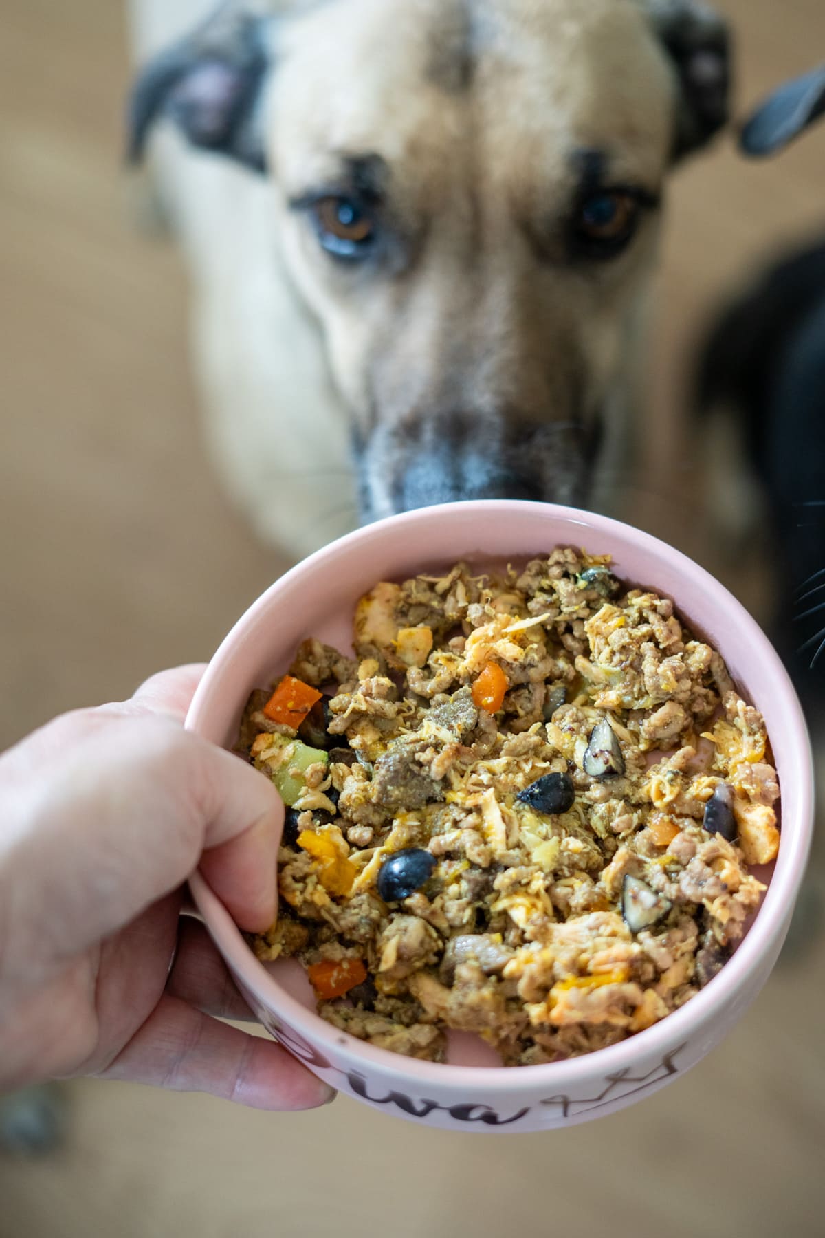 A person holds a bowl of homemade dog food with vegetables and minced meat in front of a large dog.