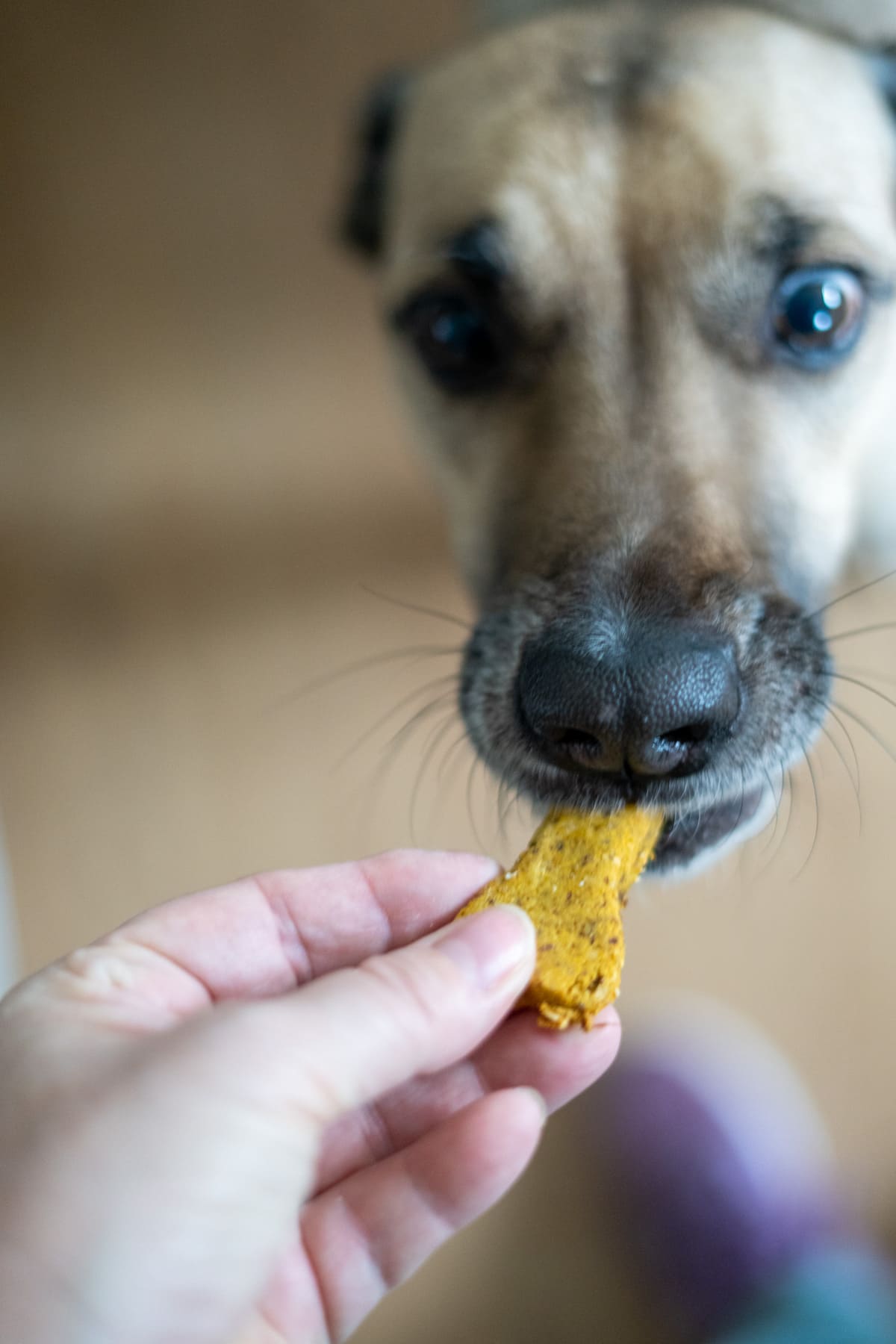 A close-up of a dog taking a treat from a person's hand.